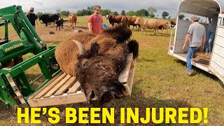 We RESCUED An Abandoned Bison! Where Did He Come From!?
