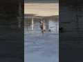 The Darling Duckling Goes Home 