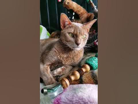 Я не модель, но прикольные фото есть #кот #кошка #модель #shorts #cat ...