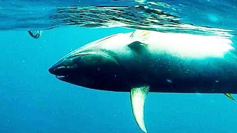 Crossed Lines on a 120LB Bluefin: San Clemente Island