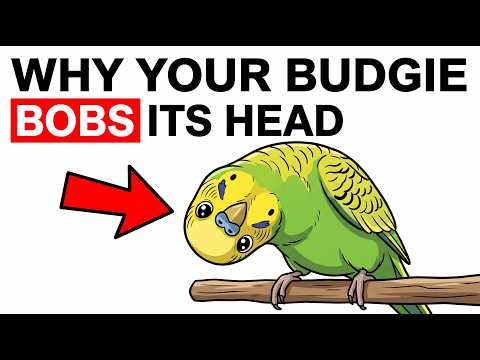 The Secret Reason Your Budgie Bobs Its Head — It Has Nothing to Do With Music