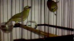 pleci kawin penjodohan - Durasi: 1:00. pleci kawin penjodohan - Durasi: 1:00.