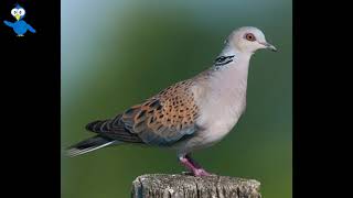 Tweet d'oiseau lunaire  تغريد طائر القمري