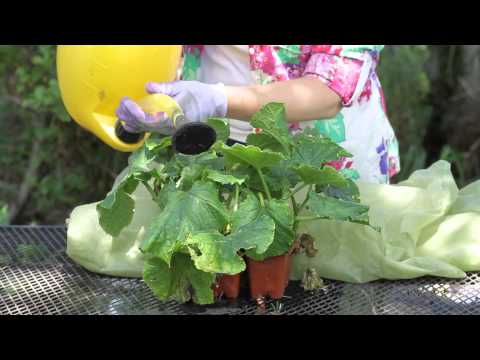 Video: Lær mere om Cucumber Wilt