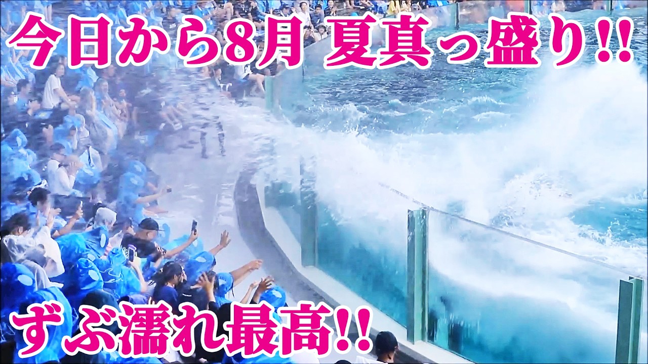 夏本番!!8月もずぶ濡れ大盛り上がり!! 鴨川シーワールド シャチショー