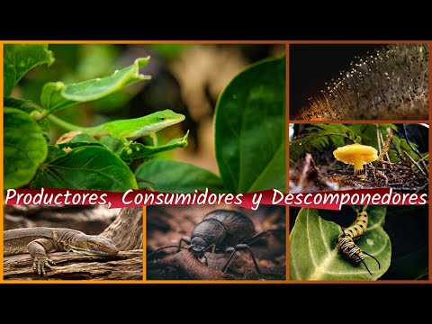 Video: ¿Son los seres humanos productores consumidores o descomponedores?