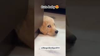 Cuteness 🥰 #shortsfeed #shorts #viral #dog #doglife #love #doglove #cute #cuteanimals #funny #pets