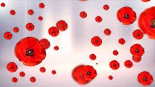 Footage Poppies Flowers