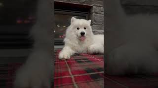 Watch my dog for me please? Tell me if he moves! #shorts #samoyed #dog #puppy