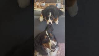 Precious Puppy Teases Older Sisters by Holding Her Ear