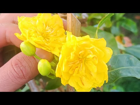 Video 5/9 gl cúc bông chùm bông dày 5 lớp báo giá trên... - youtube