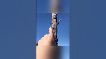 TOTEM POLES! Trees that tell a story #travel