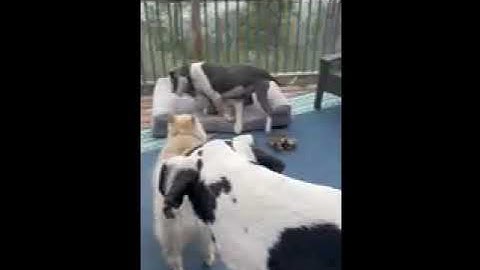 Video of adoptable pet named Gravity