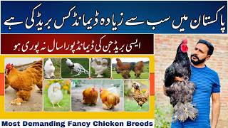 Most Demanding Fancy Chicken Breeds In Stan Fancy Poultry Business In Stan