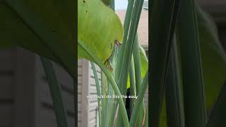 It’s battle of the insects now during the plant transition #plantcare #planthelp #spider