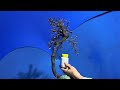 (Đx))M659 gl cây cẩm thị 200k LH 0707713796 Khương bonsai