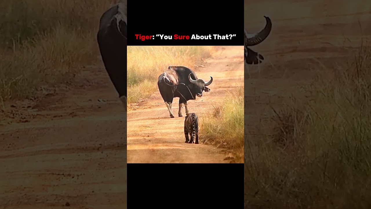 Bison Thought He Was The Strongest… Then The Tiger Appeared 😨🐅