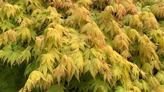 Acer palmatum 'Orange Dream' Japanese Maple Tree#japanesegardens #trees#landscaping #plants#garden Resimi