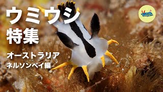 【ウミウシ特集】 オーストラリア ネルソンベイ編  Sea Slugs and Nudibranchs of Nelson bay New South Wales Australia