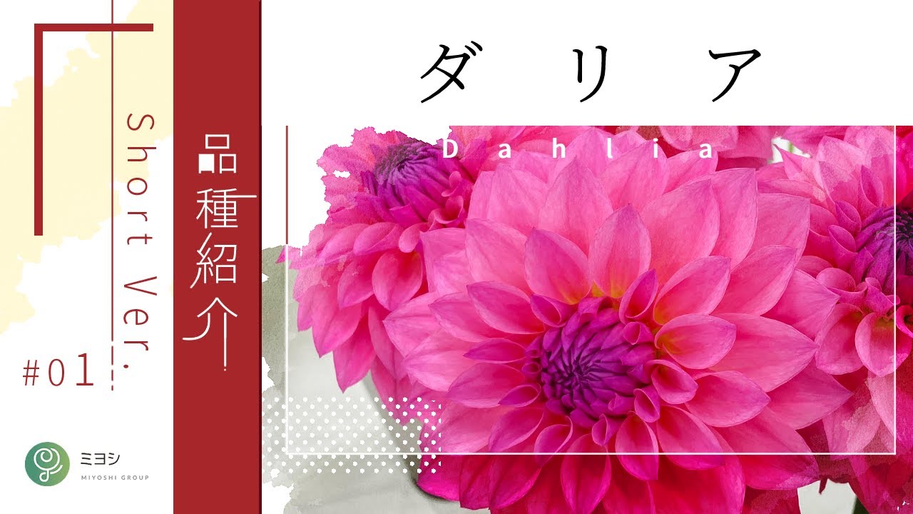 2023年】ダリアおすすめ品種紹介【株式会社ミヨシ】 - YouTube