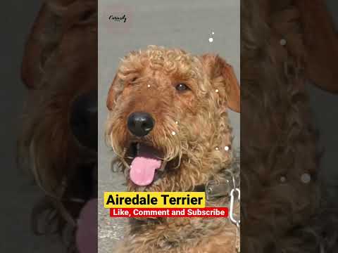 Video: Airedale terjeras