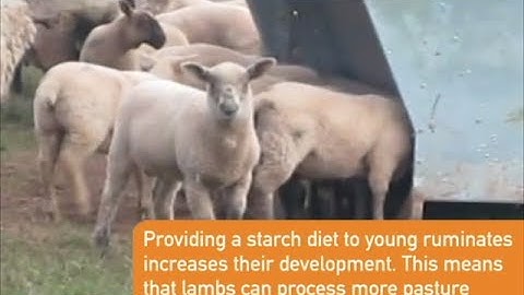 Advantage Feeders Lamb Creep Panel