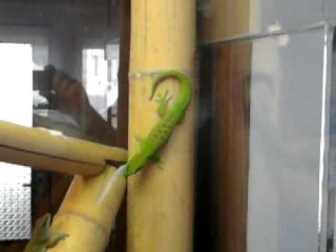 Madagaszkári nappali gekko / phelsuma madagascariensis grandis ...