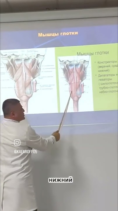 Глотка. Анатомия человека - YouTube