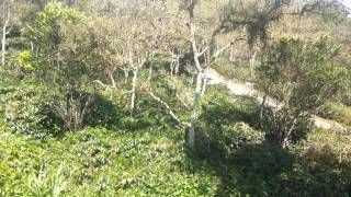 Coffee Farm In Takengon, Aceh, Indonesia