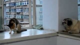 1982dogs and cats paw licking figure, ha ha