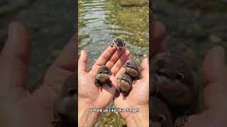 To Much Tiny Otter Cuteness In One Hand!🥹🦦 | #shorts #cute #funny