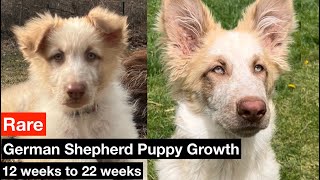 RARE German Shepherd Puppy Growth  12 weeks to 22 weeks