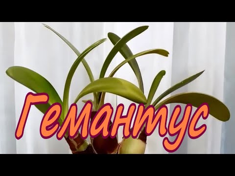 Гемантус/ Haemanthus. Пересадка.  Содержание в домашних условиях. Январь 2024