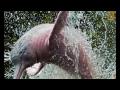 Pink River Dolphin Boto - Giorgio Constantini - Nero