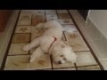 Astro neler öğrendi neler hatırlıyor bi bakalım değil mi :)