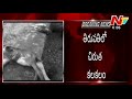 Tiger roams in SV University campus premises