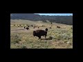 Lamar valley bison