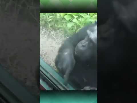 Video: Anda tidak akan percaya apa yang dilakukan anjing ini untuk menghindari meninggalkan taman