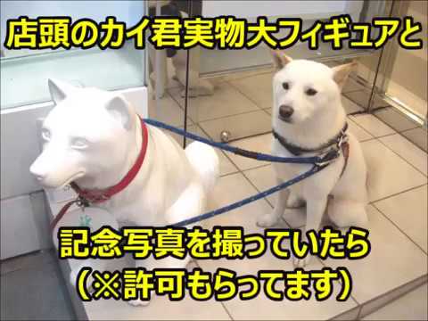 SP05) 白戸家