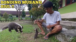 BINATANG EKSOTIS DARI TANAH JAWA MUSANG BIUL PELIHARAAN (WEDI OMAH)‼️#hewan #hewanlucu #musang