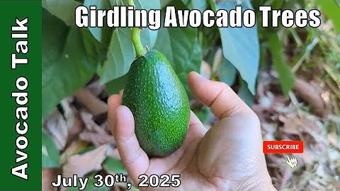 Girdling Avocado Trees🥑Avocado Talk🥑