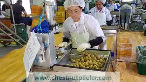 Plum seed remover machine