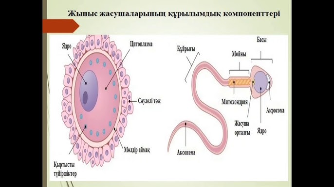 Неміс жетілген топтық порно