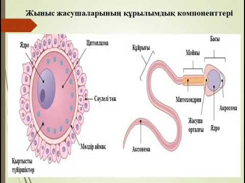 11 сынып.Биология. Сперматогенез бен оогенездің айырмашылықтары