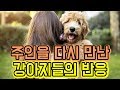 몇년만에 주인을 만난 강아지들의 반응에 눈물이 납니다.