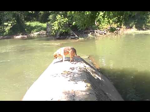 Scotch inspects the Newsom Mill Dam...