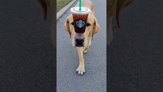 Labrador Balances a Cup of Coffee While Walking #funny #alsen #dog #pets