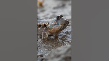 Surah al ikhlaas #egzonibrahimi #سورة_الإخلاص #ikhlas #nature #peacefullsong #islamicprayer #quran