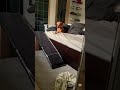 how a spoiled boy wakes up #doxie #puppy #dachshund #dachshundworld #dachshundpuppy #sleepydog