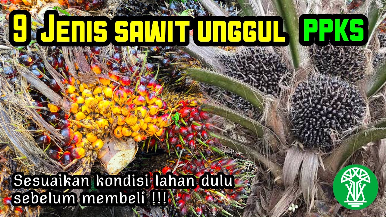 Inilah 9 Jenis variatas bibit sawit unggul dari PPKS yang mendunia (Part 1)